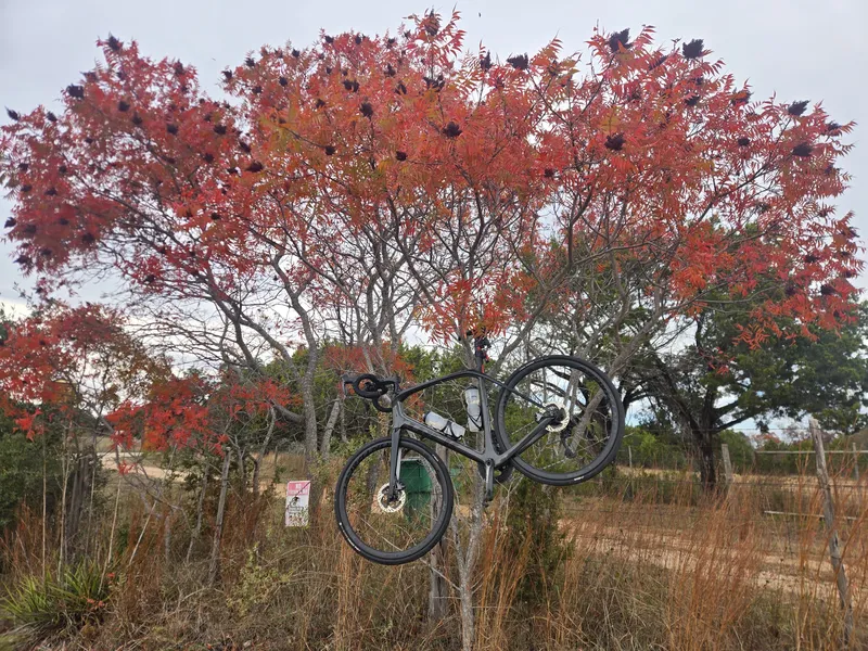 A bike hung in a sumac tree with bright red fall leaves.